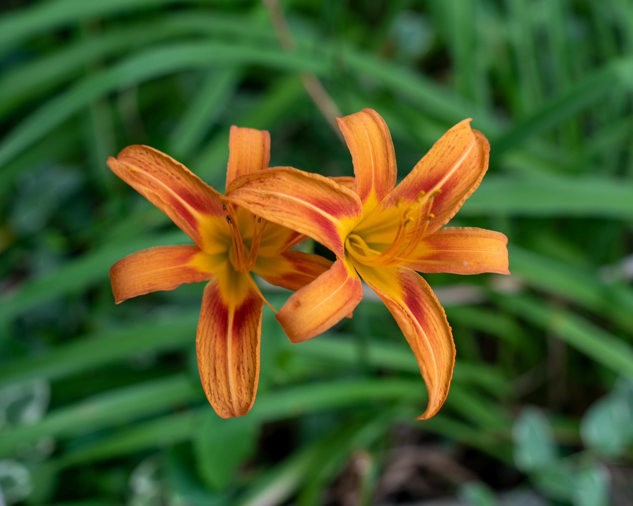 Illustrative photo of two flowers